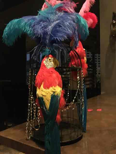 BIRD, Parrot - Plumed