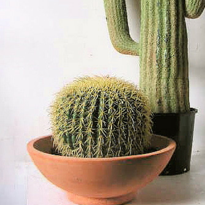 CACTUS, Medium - Round