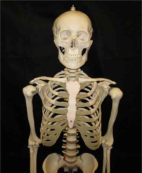 SKELETON, Anatomical Model on Castors